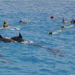 Die besten Delfintouren in Hurghada