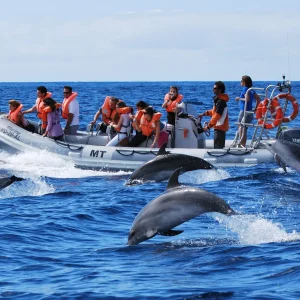 Schwimmen mit Delfinen in Hurghada