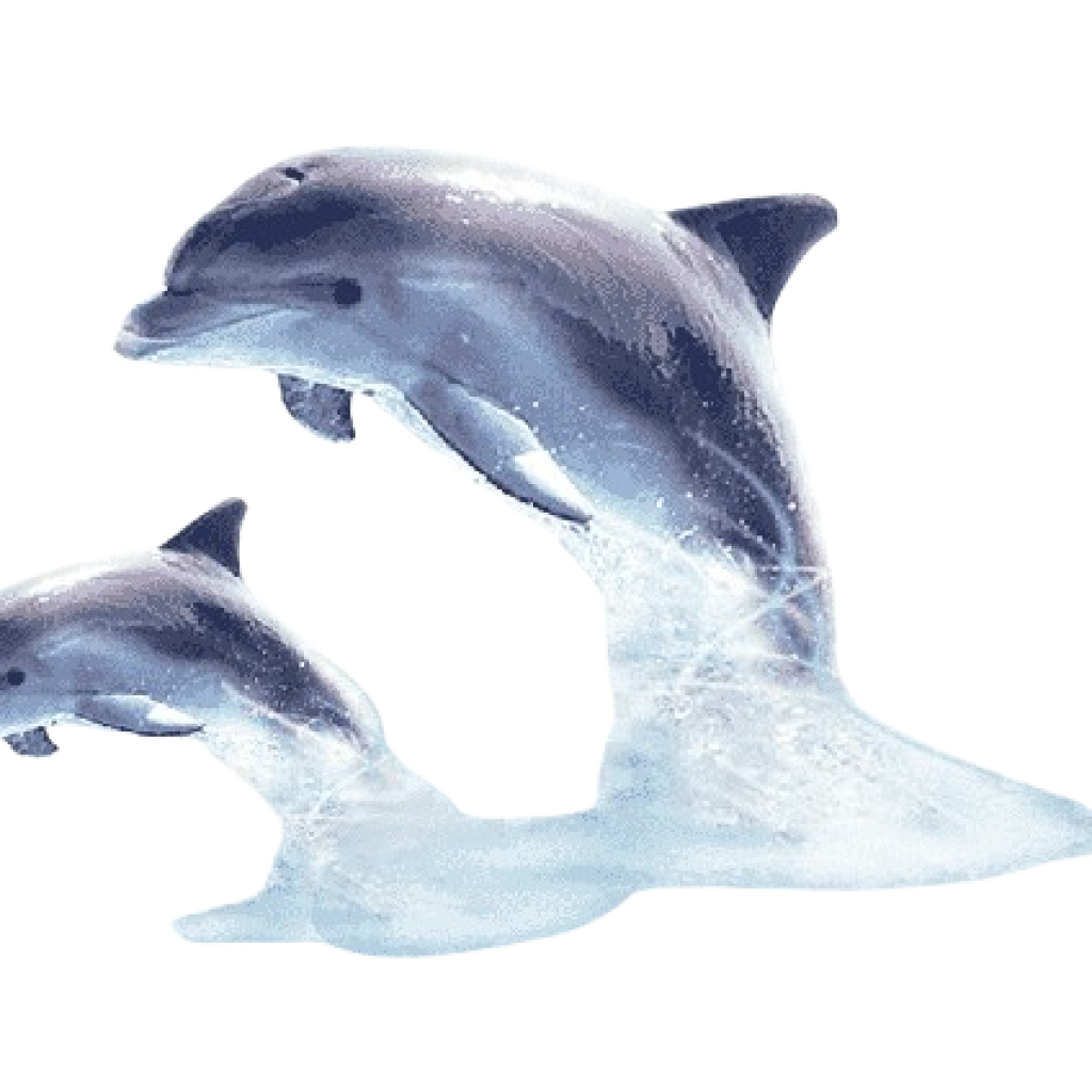 VIP Elite Delfin Ausflug