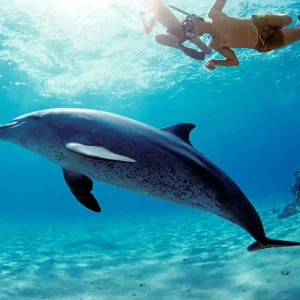 Das Dolphin House Hurghada hautnah erleben