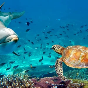 Mit Delfinen schwimmen