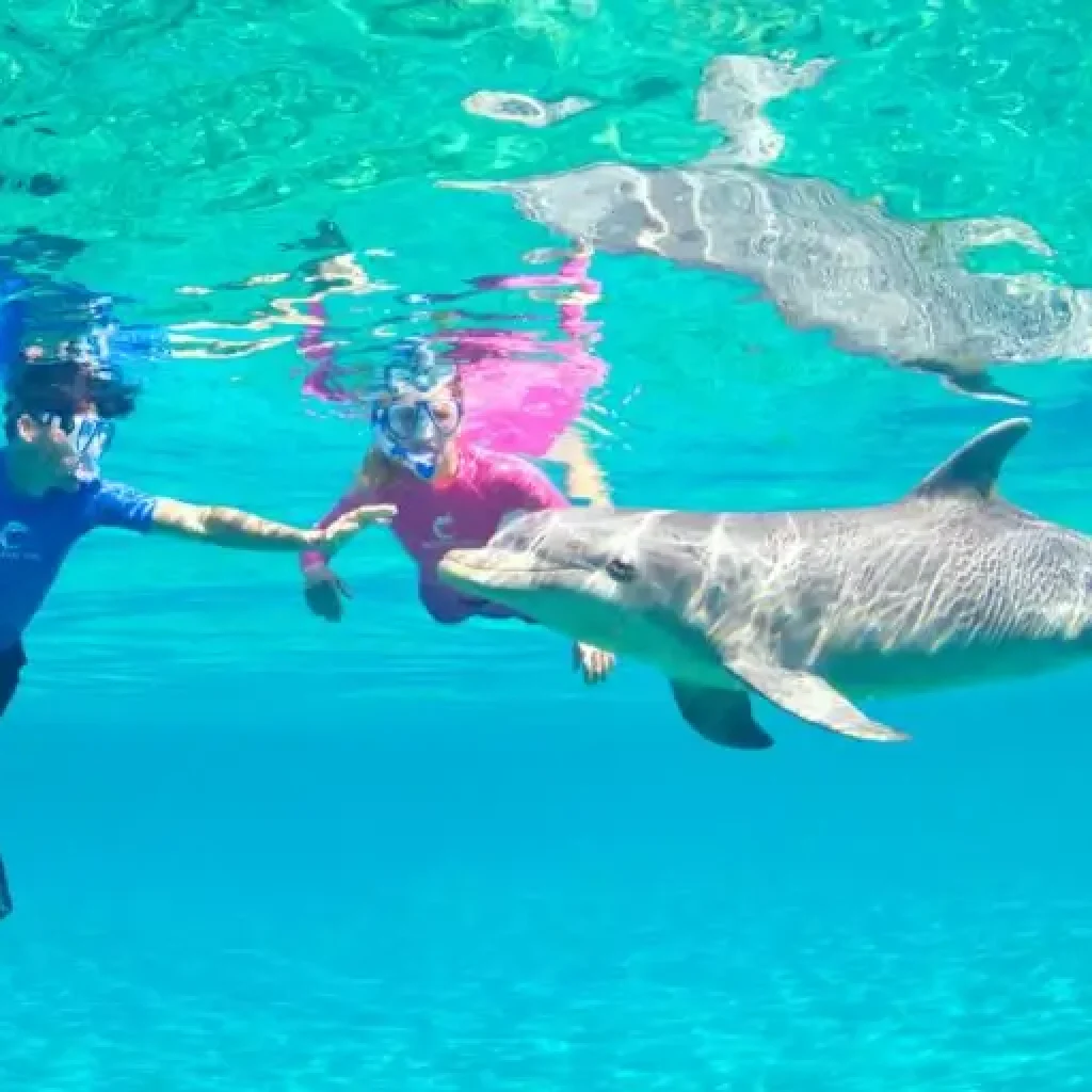 Mit Delfinen schwimmen