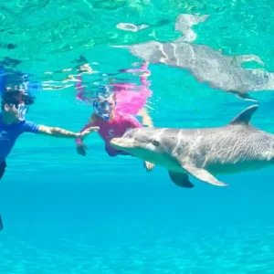 Delfintour Hurghada buchen