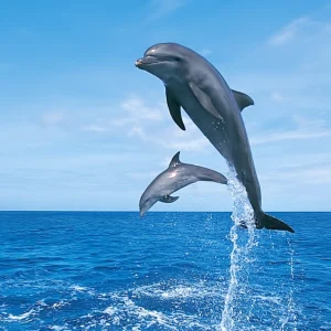 Das Dolphin House Hurghada hautnah erleben