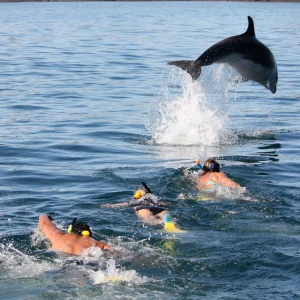 Mit Delfinen schwimmen