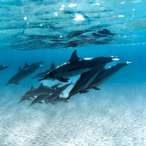 Delfinschwimmen Hurghada