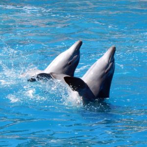 Günstige Delfintouren in Hurghada