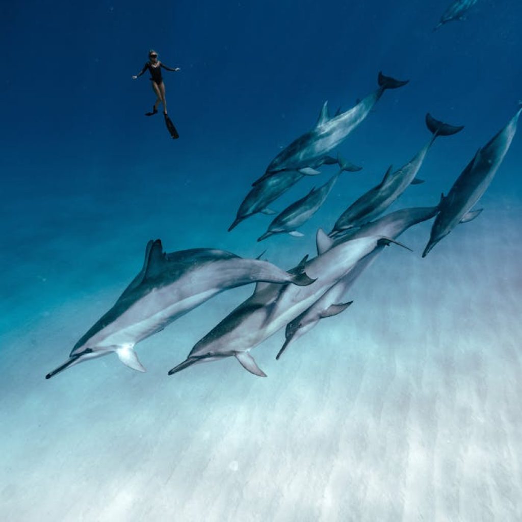 Delfinschwimmen Hurghada