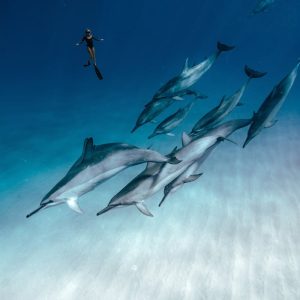 Delfinschwimmen Hurghada