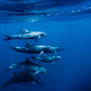 Delfinschwimmen Hurghada