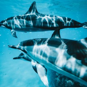 Delfinschwimmen Hurghada