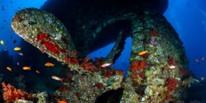 Delfine im klaren Wasser vor Hurghada